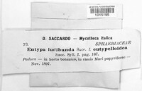 Eutypa ludibunda image